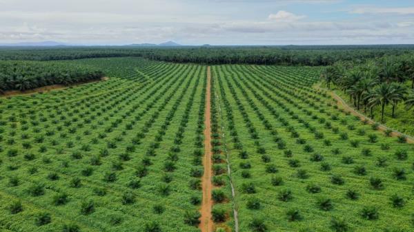 KL Kepong to acquire 33pc stake in Boustead Plantation for RM1.15b