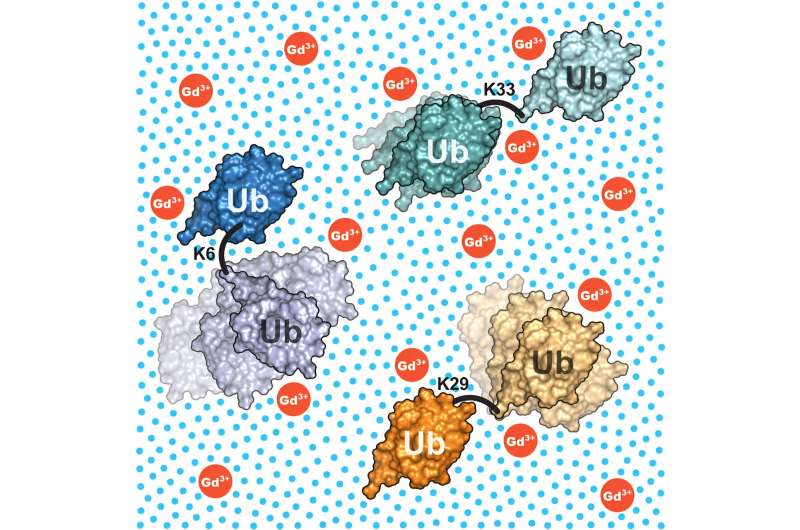 Deciphering the molecular dynamics of complex proteins