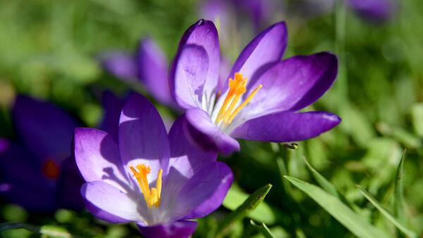 Garden Q&A: Have I left it too late to plant my autumn bulbs