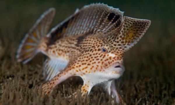 A spotted handfish.